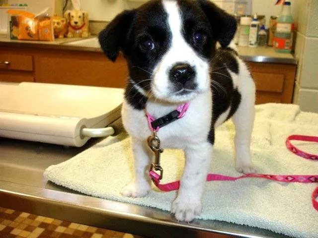 Morton Grove Animal Hospital Picture 8