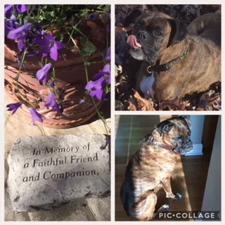 Brumley Veterinary Clinic PC Picture 2