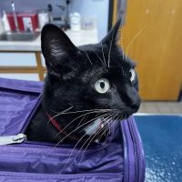 Green Trails Animal Clinic ico