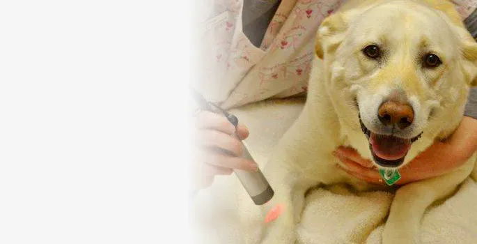 Green Trails Animal Clinic Picture 6