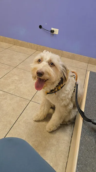 C-VET Animal Hospital Picture 3