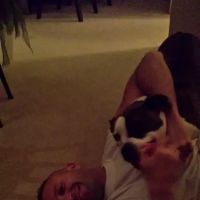C-VET Animal Hospital ico