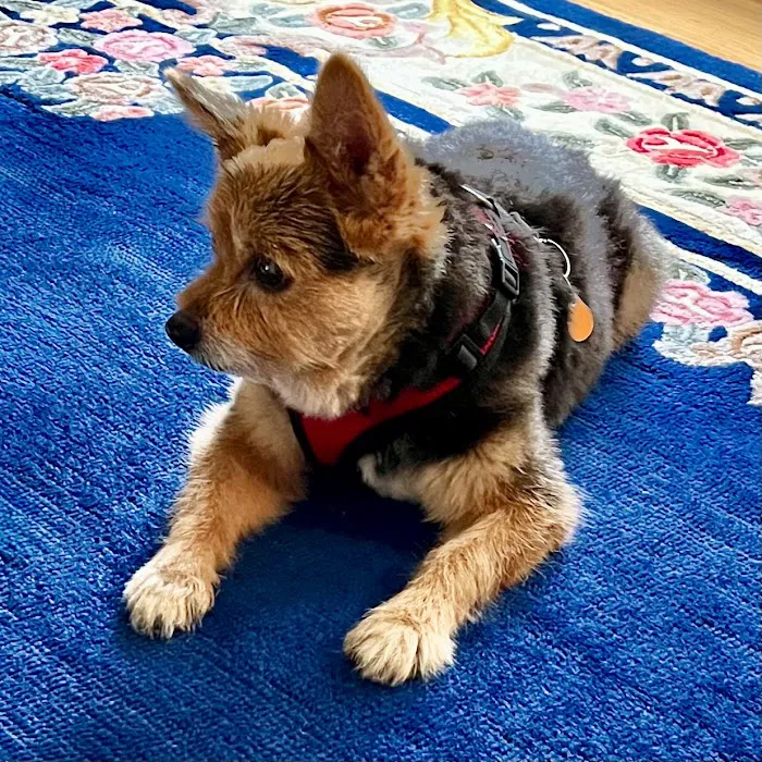 C-VET Animal Hospital Picture 9