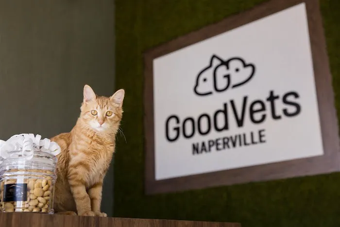 GoodVets Naperville Picture 6