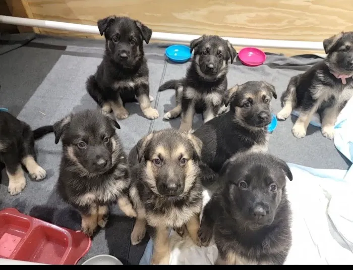 Argonne Animal Hospital Picture 2