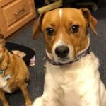 Argonne Animal Hospital