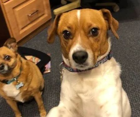 Argonne Animal Hospital