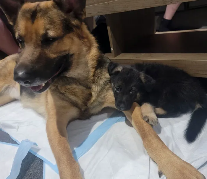 Argonne Animal Hospital Picture 8