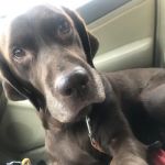 Boughton Square Animal Clinic