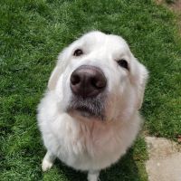 Brookville Animal Hospital ico