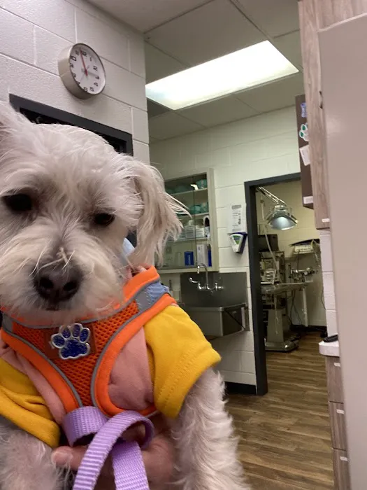 County Line Animal Hospital Picture 2