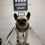 County Line Animal Hospital