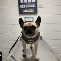 County Line Animal Hospital ico