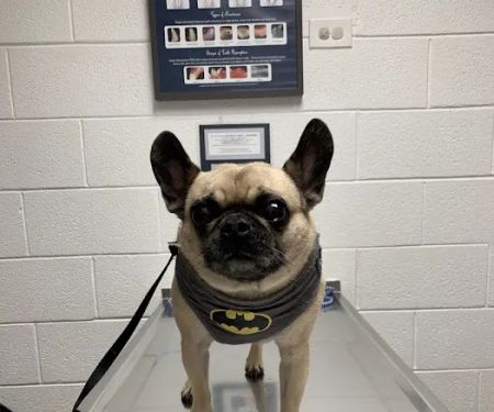 County Line Animal Hospital