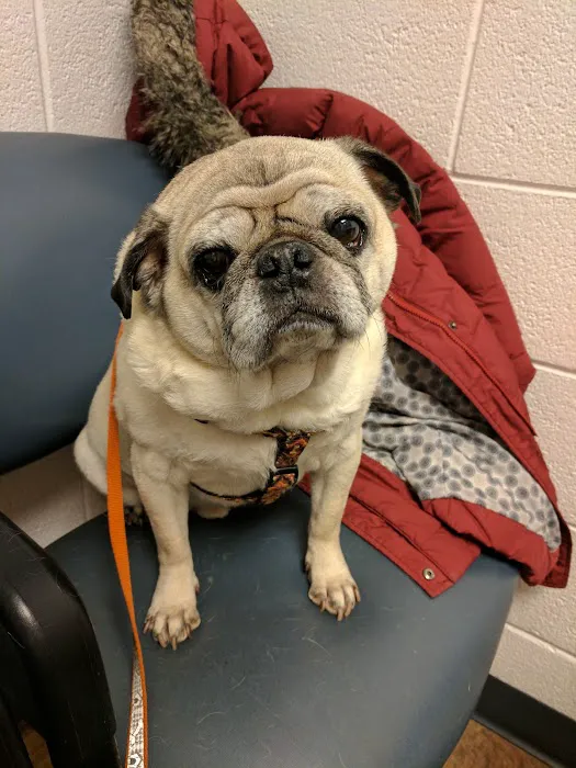 County Line Animal Hospital Picture 6