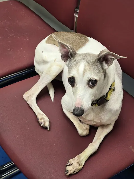 Care Animal Clinic - Urgent & Wellness Care Picture 1