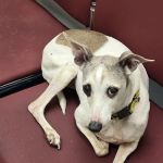 Care Animal Clinic - Urgent & Wellness Care