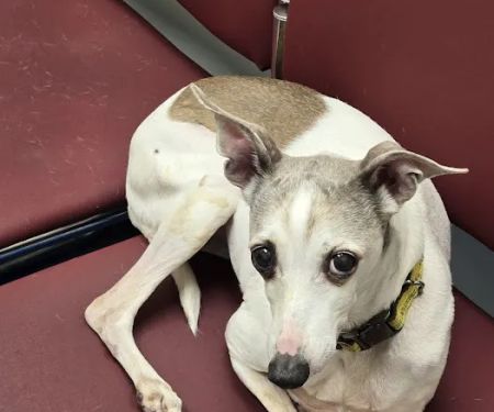 Care Animal Clinic - Urgent & Wellness Care