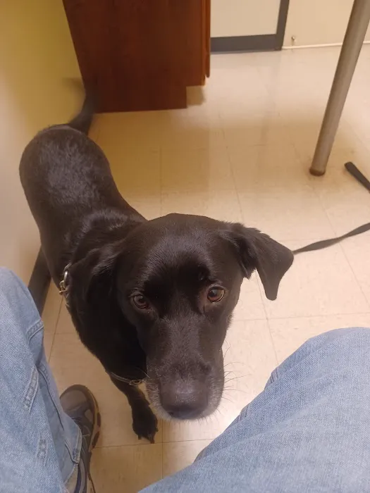 Care Animal Clinic - Urgent & Wellness Care Picture 4