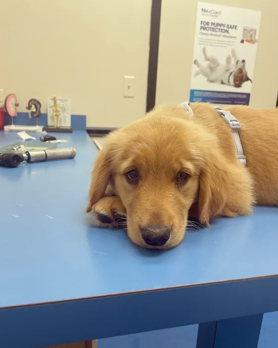 Care Animal Clinic - Urgent & Wellness Care Picture 5