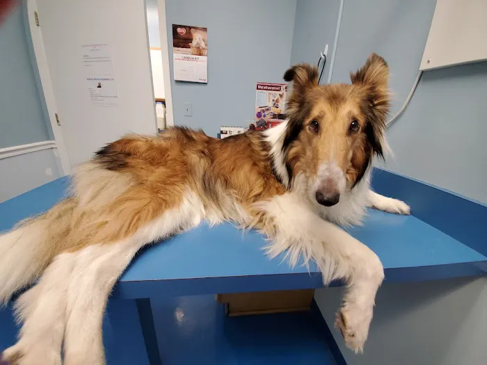 Care Animal Clinic - Urgent & Wellness Care Picture 2