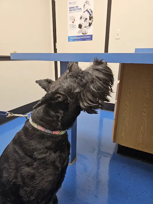 Care Animal Clinic - Urgent & Wellness Care Picture 7
