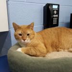 Addison Animal Hospital LTD