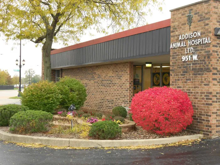 Addison Animal Hospital LTD Picture 3