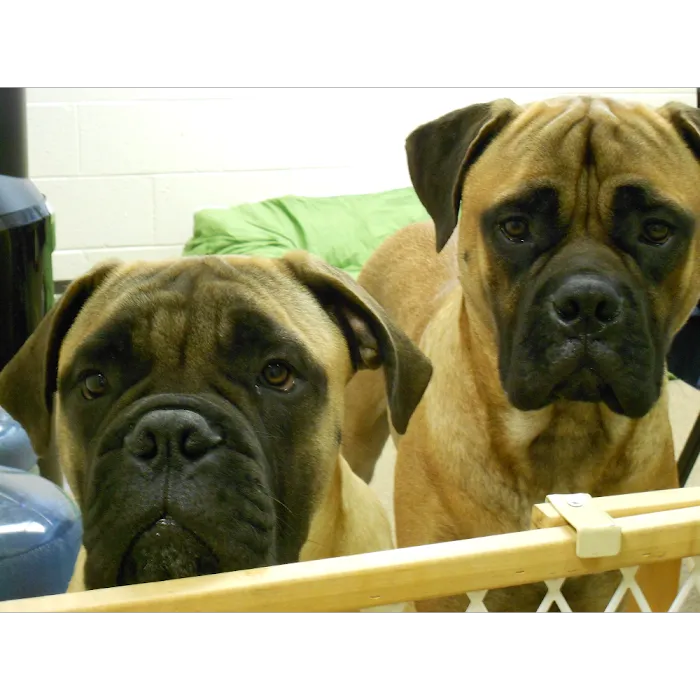 Addison Animal Hospital LTD Picture 10