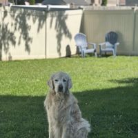 Animal Medical Clinic of Wheaton ico