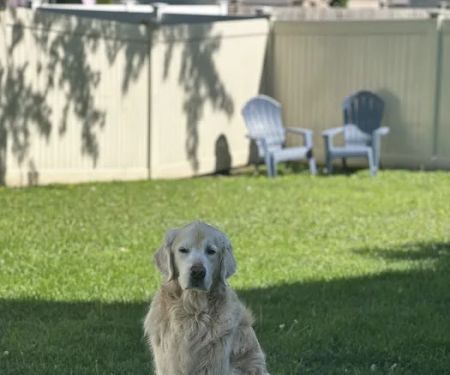 Animal Medical Clinic of Wheaton