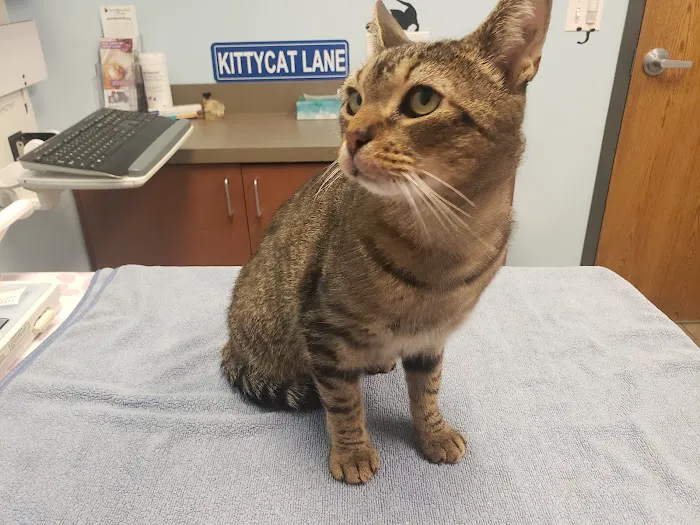 Animal Medical Clinic of Wheaton Picture 8