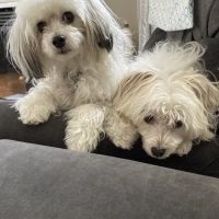 Danada Veterinary Hospital ico