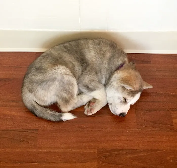 Knoll Animal Hospital Picture 8