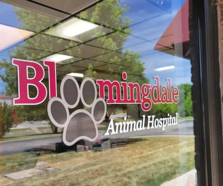 Bloomingdale Animal Hospital, A Thrive Pet Healthcare Partner
