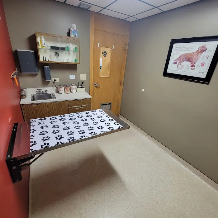 Bloomingdale Animal Hospital, A Thrive Pet Healthcare Partner Picture 3
