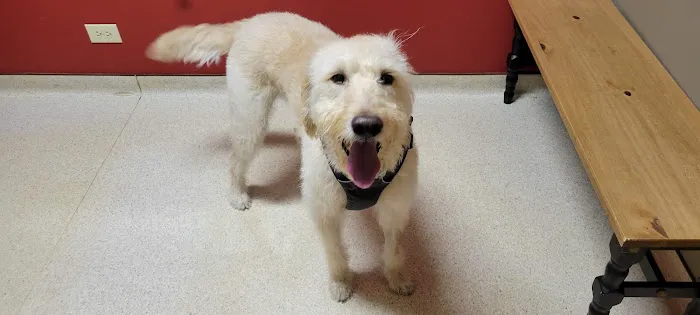 Bloomingdale Animal Hospital, A Thrive Pet Healthcare Partner Picture 6