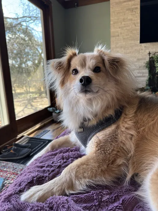 Bloomingdale Animal Hospital, A Thrive Pet Healthcare Partner Picture 5