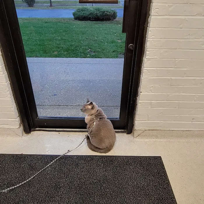 Bloomingdale Animal Hospital, A Thrive Pet Healthcare Partner Picture 9