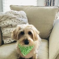 Village Animal Clinic ico