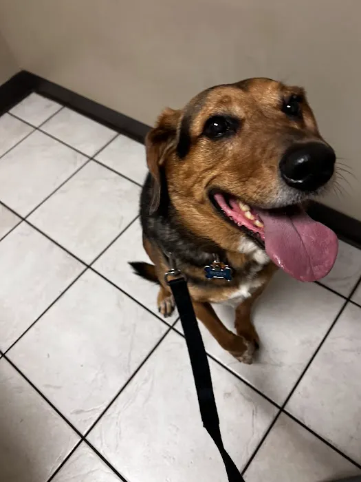 Village Animal Clinic Picture 4
