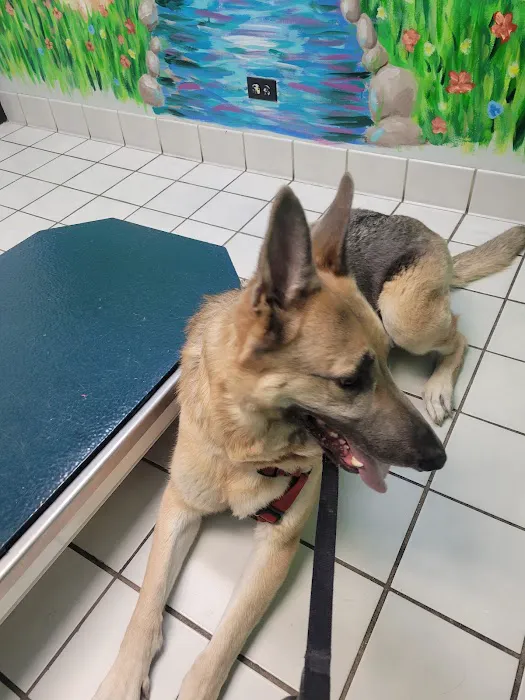 Carol Stream Animal Hospital Picture 2