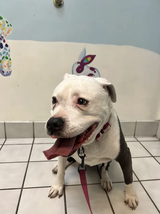 Carol Stream Animal Hospital Picture 8