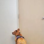 Mt Plaines Animal Hospital