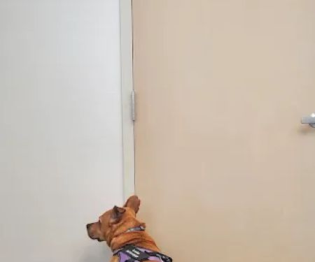 Mt Plaines Animal Hospital