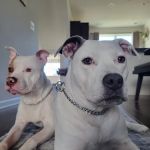 Bond Vet - Glenview