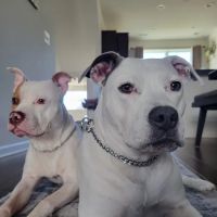 Bond Vet - Glenview ico