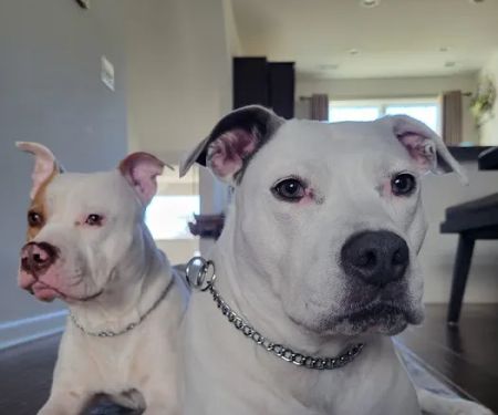 Bond Vet - Glenview
