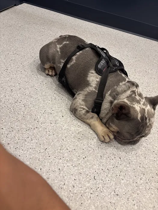 Bond Vet - Glenview Picture 5