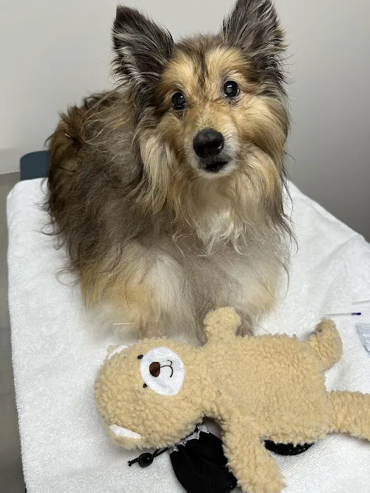 Glen Oak Dog & Cat Hospital Picture 2